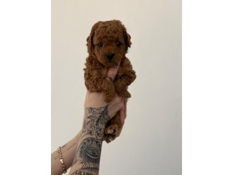 Toy poodle yavrularımız ömürlük aileleri bekliyor