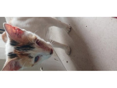 Sokaktan bulduğumuz kediyi sahiplendiriyoruz