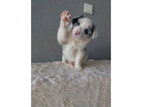 Border collie merle yavrularımız