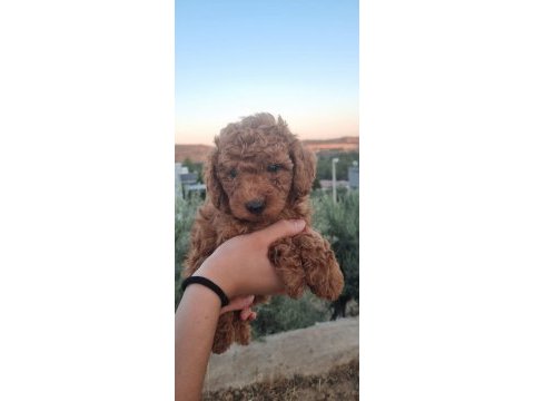 Orjinal toy poodle yavrular izmir