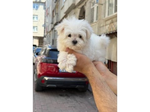 Yavru maltese yavrularımız