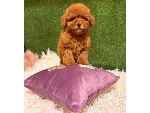 Toy poodle yavrularımız