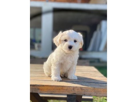 Maltese terrier yavrularımız