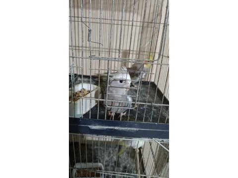 Uygun fiyata sınırsız toptan muhabbet kuşu alınır