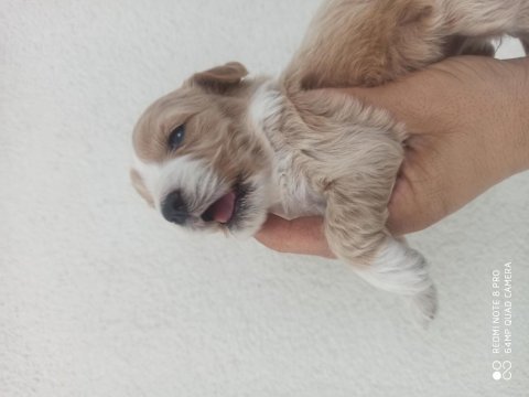 Maltipoo bebekler 30 günlük