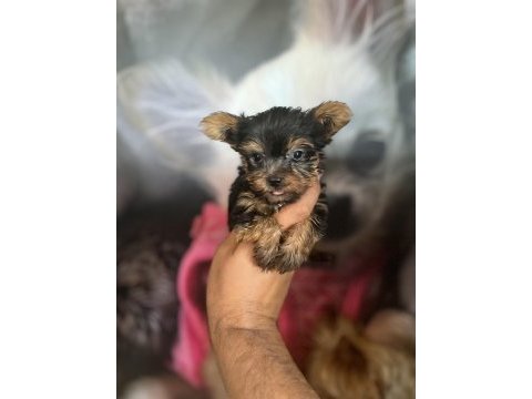 Yorkshire terrier bebekler