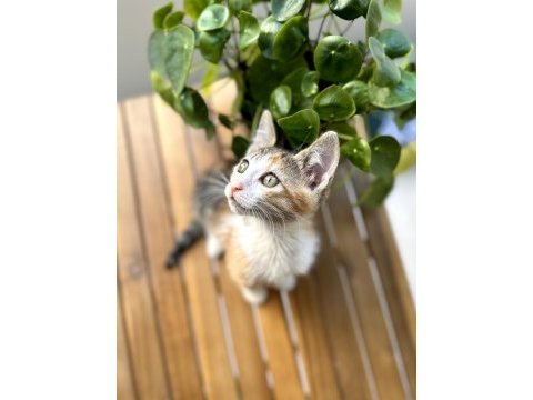Acil yuva 2.5 aylık yavru dişi kedi