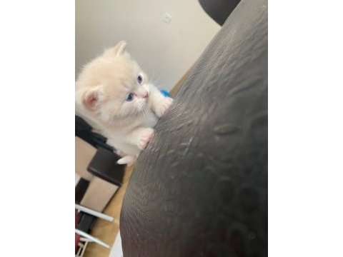 6 ocak doğumlu british shorthair yavrular