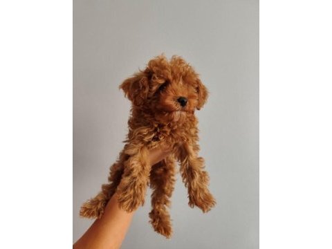 3 aylık erkek toy poodle