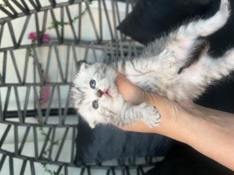 Rezerveye müsait bebek kediler