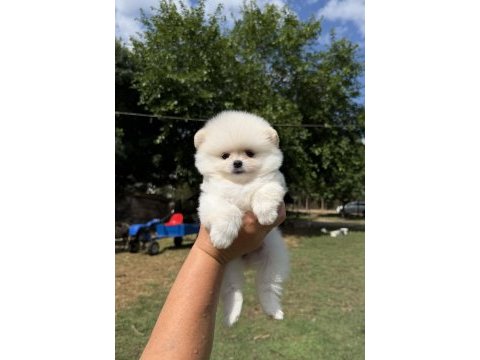 Ayı surat pomeranian boo