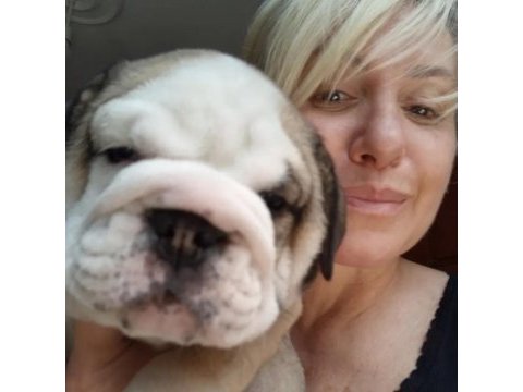 Mükemmel kalite ingiliz bulldog yarularımız