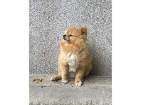 0 boy pomeranian oğlumuz yeni yuvasını arıyor