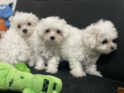 Ankaranın en güzel kar beyaz maltese terrier köpekleri