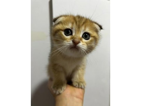 Safkan yavru british shorthair kedilerimiz elli günlük