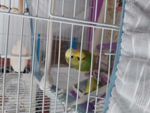 6 aylık erkek muhabbet kuşu