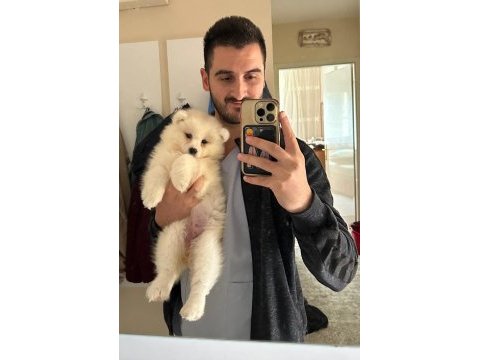Kıf/fcı şecereli en iyi kalite samoyed bebekler