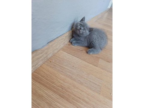 British shorthair erkek yavrumuz