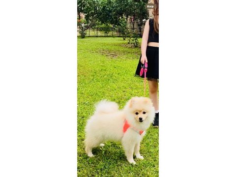 Pomeranian boo 4 aylık dişi