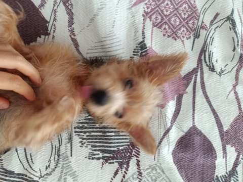 Dişi 1 yaşında köpeğimiz
