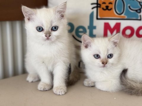 En güzel british shorthair yavrularımız ziyarete açık