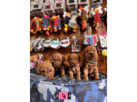 Muhteşem toy poodle bebekler
