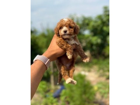 Micro teacup boy korea orjinal poodle bebeklerimiz