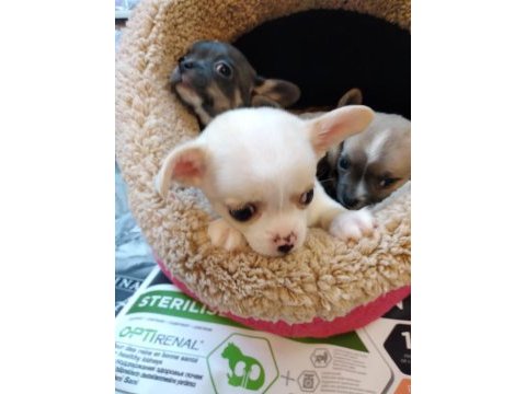 Chihuahua orjinal teacup bebekler