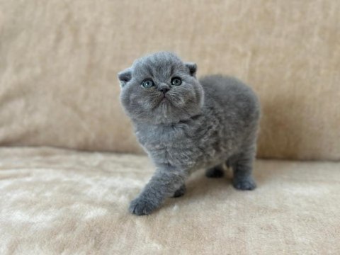 Eşsiz güzellikte scottish fold blue yavrum