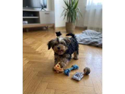 Eğitim derdi yok köpeğimizin