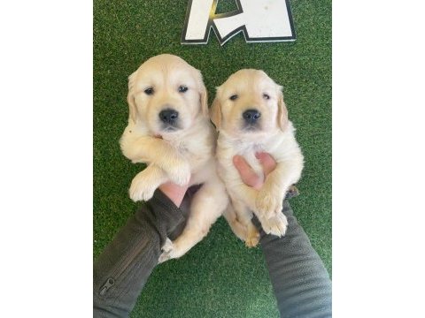 Baby face golden retriever yavruları