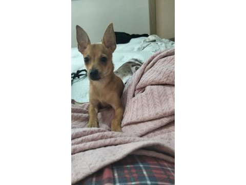 Saf kan ev ortamında büyüyen yavru köpeğimiz