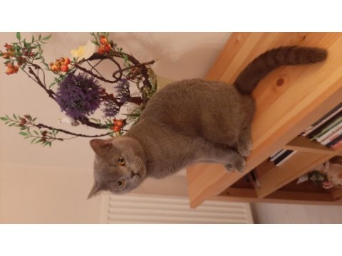 Kedimiz simba için eş arıyoruz balıkesir ve çevre iller