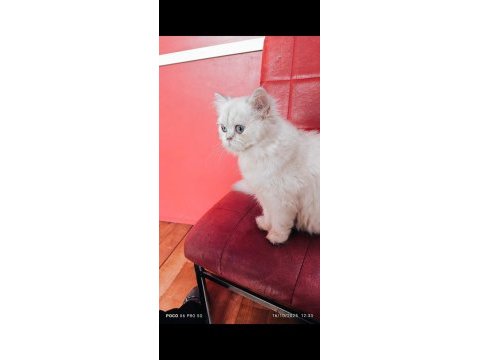 Ücretli british longhair silver dişi