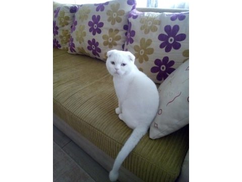 Yakışıklı british shorthair oğlumuz