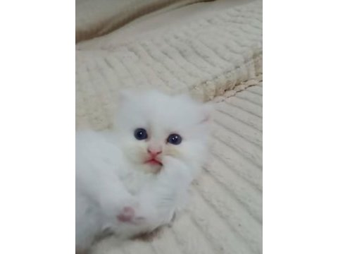 Erkek kedimiz sahibini arıyor