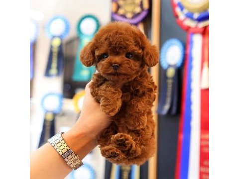 Show kalıte toy poodle yavrularım