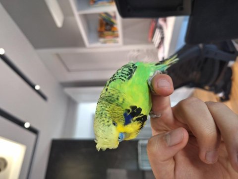 Show jumbo muhabbet kuşumuz yeni yuvasını arıyor