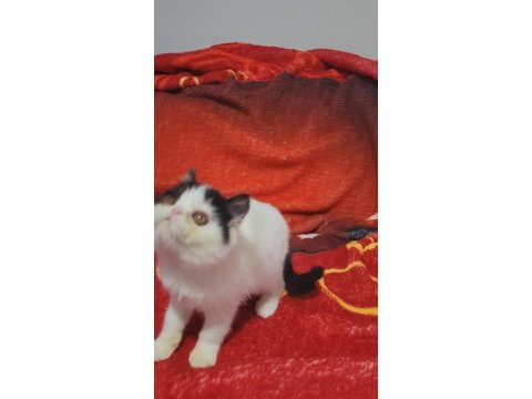 Show kalite exotic shorthair bebekler