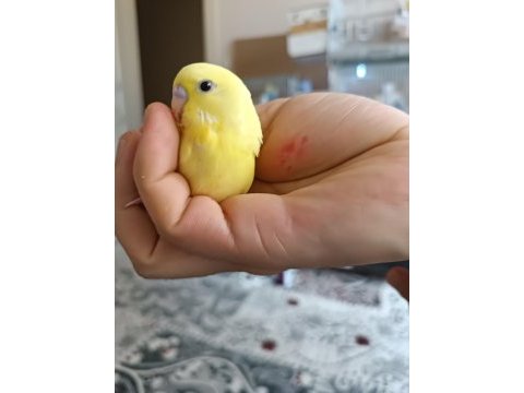 Yeni yeme düşen lutino muhabbet kuşu yavrular