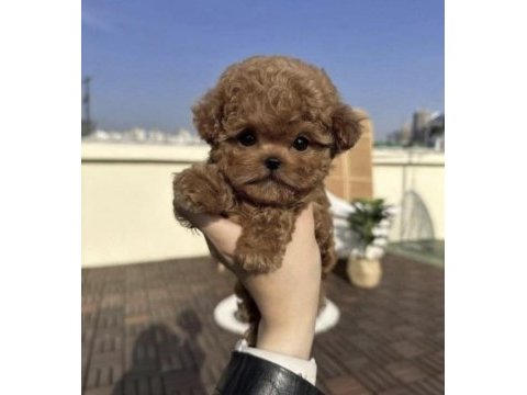 Poodle saf ırk