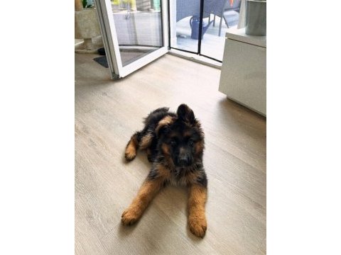 Evinizin neşesi alman kurdu her yere kapıda öde
