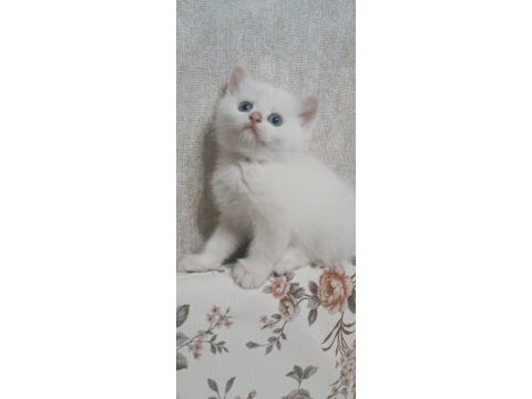 British shorthair beyaz yavrular