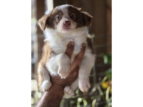 Border collie yavruları