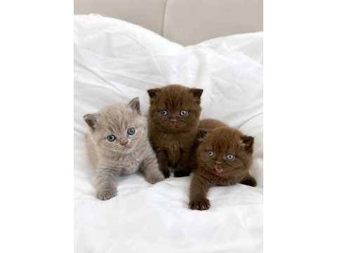 Nadir özel renk chocolate british shorthair yavrular