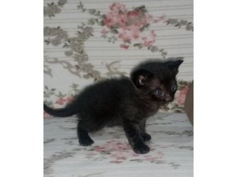 Siyah british shorthair minik