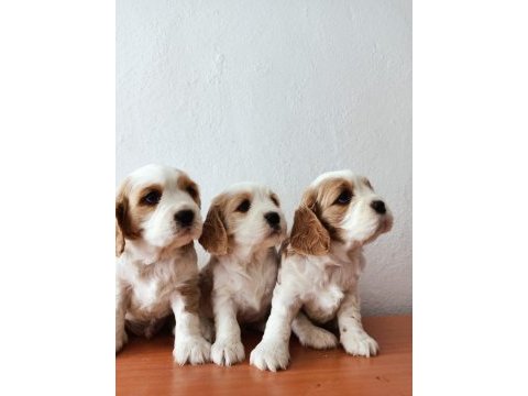 Safkan cavalier king charles yavruları