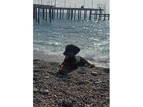 Dişi doberman köpeği