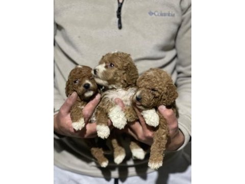 Orjinal maltipoo yavrularımız için geç kalmayın