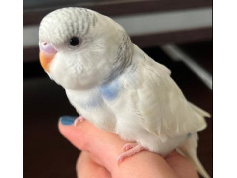 35-40 günlük yavru yeme düşmüş muhabbet kuşumuz